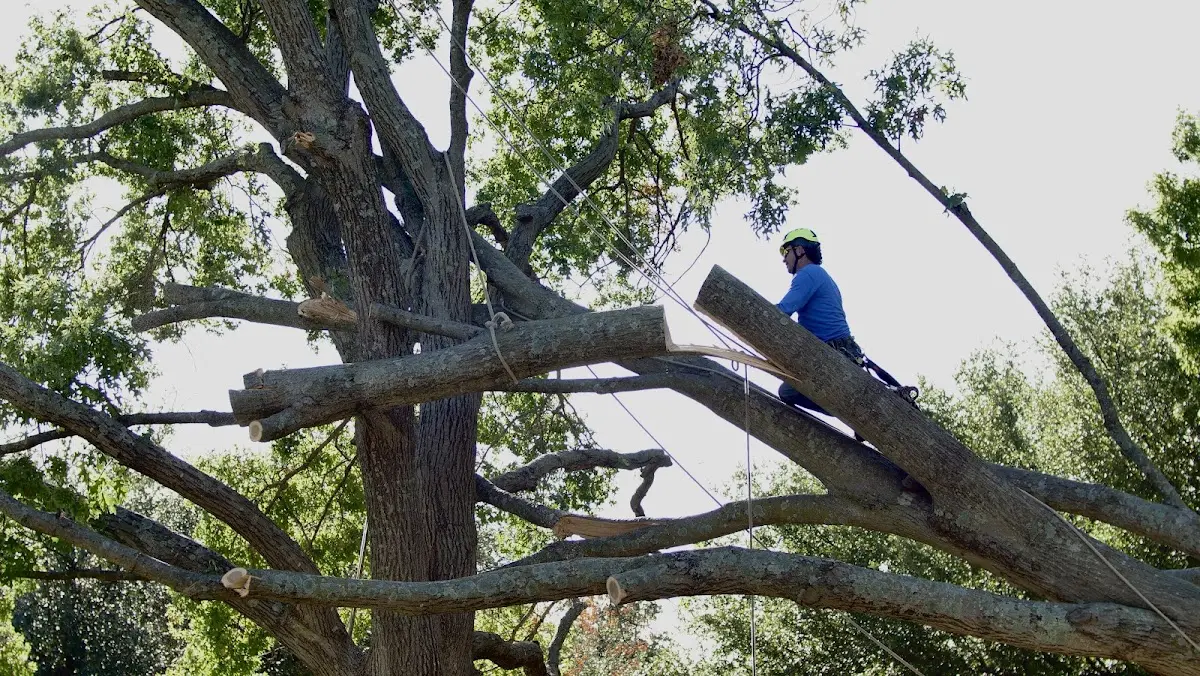 Professional Crown Thinning performed by certified arborists in Carrollton