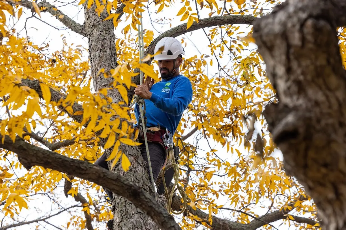 Skilled Tree Trimming crew working in Carrollton